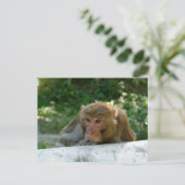 Affe - Großvater Postkarte (Stehend Vorderseite)