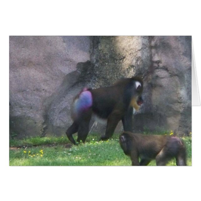 Affe-Hintern (Vorderseite (Horizontal))