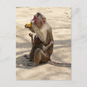 Affe - Ich wollte auch etwas Postkarte