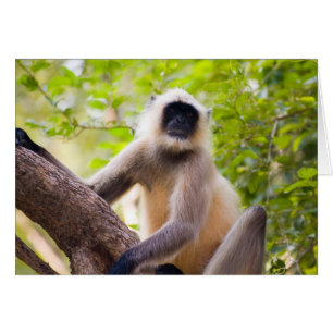 Affe im Dschungel des Ranthambore-Nationalparks