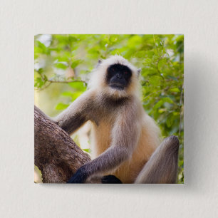 Affe im Dschungel des Ranthambore-Nationalparks Button