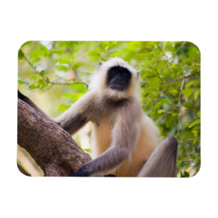 Affe im Dschungel des Ranthambore-Nationalparks Magnet