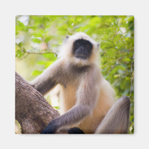 Affe im Dschungel des Ranthambore-Nationalparks Magnet