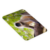 Affe im Dschungel des Ranthamborner Nationalparks Magnet (Rechte Seite)