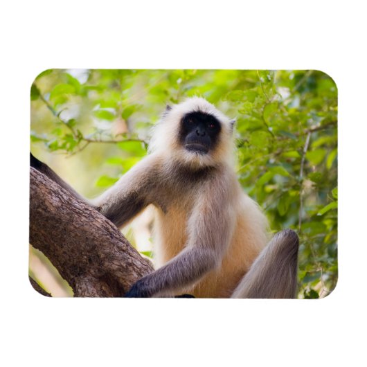 Affe im Dschungel des Ranthamborner Nationalparks Magnet (Horizontal)