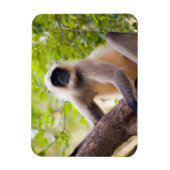 Affe im Dschungel des Ranthamborner Nationalparks Magnet (Vertikal)