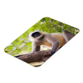 Affe im Dschungel des Ranthamborner Nationalparks Magnet (Linke Seite)