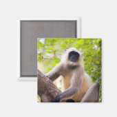 Affe im Dschungel des Ranthamborner Nationalparks Magnet (Vorderseite/Rückseite)
