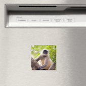 Affe im Dschungel des Ranthamborner Nationalparks Magnet (In Situ (Geschirrspüler))