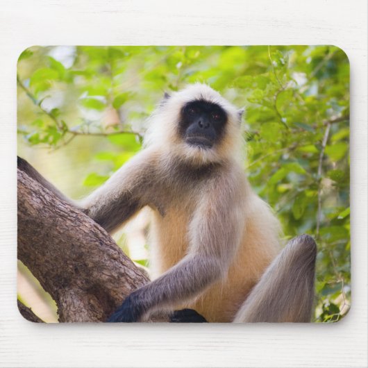 Affe im Dschungel des Ranthamborner Nationalparks Mousepad (Vorne)