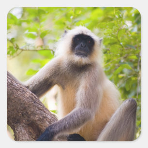 Affe im Dschungel des Ranthamborner Nationalparks Quadratischer Aufkleber