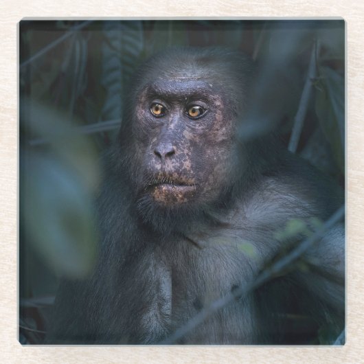 Affe im Dschungel Glasuntersetzer (Vorderseite)