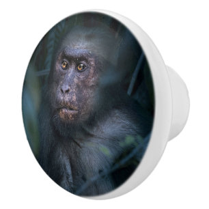 Affe im Dschungel Keramikknauf