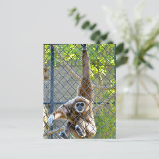 Affe im Zoo-Habitat Postkarte (Stehend Vorderseite)
