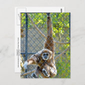 Affe im Zoo-Habitat Postkarte (Vorne/Hinten)