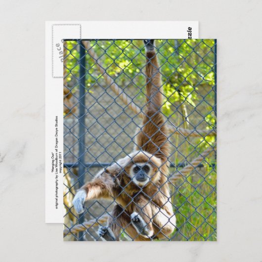 Affe im Zoo-Habitat Postkarte (Vorne/Hinten)