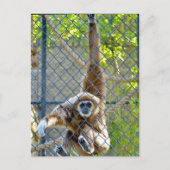 Affe im Zoo-Habitat Postkarte (Vorderseite)