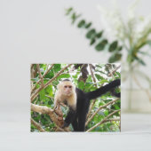 Affe in Costa Rica Postkarte (Stehend Vorderseite)