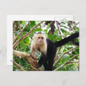 Affe in Costa Rica Postkarte (Vorne/Hinten)