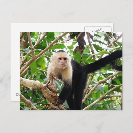Affe in Costa Rica Postkarte (Vorne/Hinten)