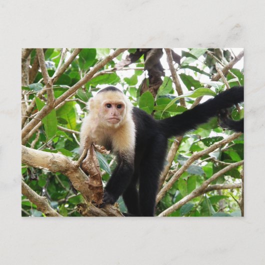 Affe in Costa Rica Postkarte (Vorderseite)