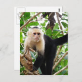 Affe in Costa Rica Postkarte (Vorne/Hinten)