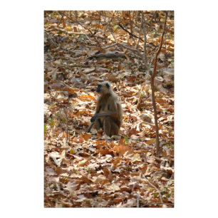 Affe in der trockenen Jahreszeit Fotodruck