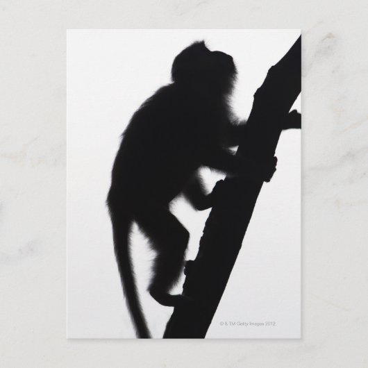 Affe in einem Baum, Halbinsel Railay, Postkarte (Vorderseite)