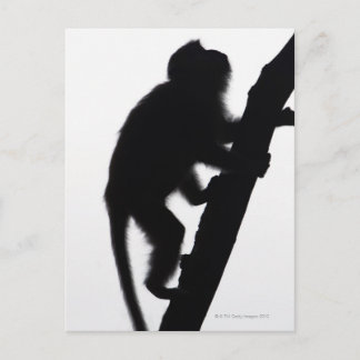 Affe in einem Baum, Halbinsel Railay, Postkarte