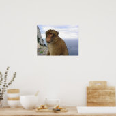Affe in Gibralter Poster (Küche)