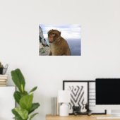 Affe in Gibralter Poster (Heimbüro)