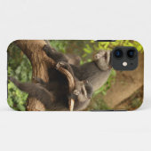 Affe iPhone 5 Case-Mate iPhone Hülle (Rückseite (Horizontal))