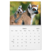 Affe-Kalender 2013 Kalender (Mär 2027)