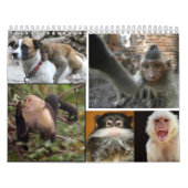 Affe-Kalender 2013 Kalender (Titelbild)