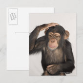 Affe kratzt sich am Kopf Postkarte (Vorne/Hinten)