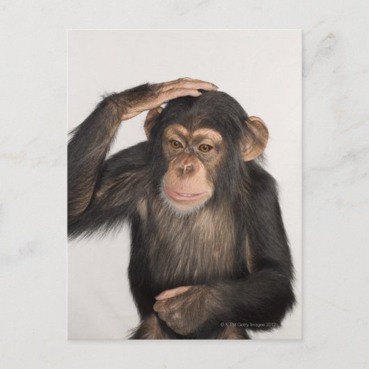 Affe kratzt sich am Kopf Postkarte (Vorderseite)