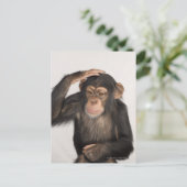 Affe kratzt sich am Kopf Postkarte (Stehend Vorderseite)