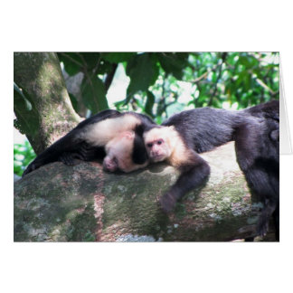 Affe Liebe