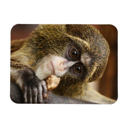 Affe Magnet (Horizontal)