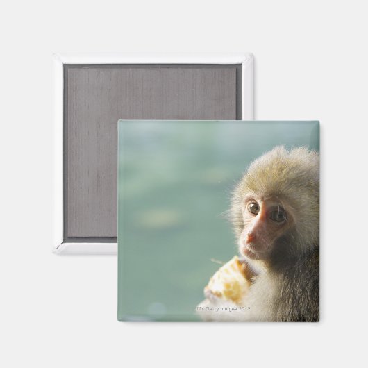 Affe Magnet (Vorderseite/Rückseite)