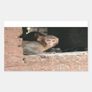 Affe mit großen Augen, rechteckig Rechteckiger Aufkleber