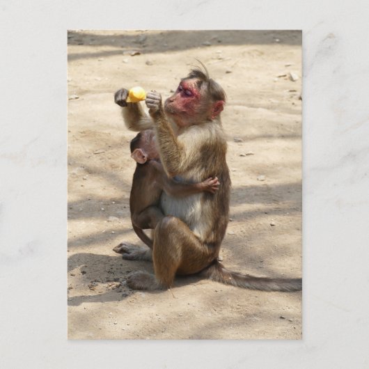 Affe - Mutterfrühstück Postkarte (Vorderseite)