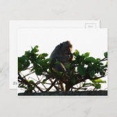 Affe Postkarte (Vorne/Hinten)