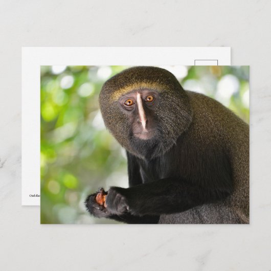 Affe Postkarte (Vorne/Hinten)