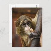 Affe Postkarte (Vorne/Hinten)