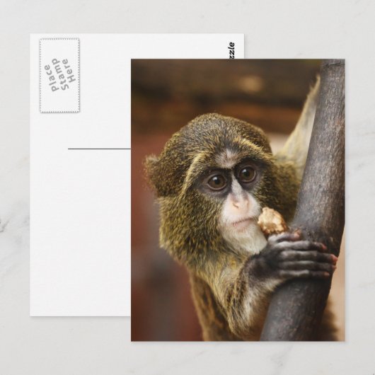 Affe Postkarte (Vorne/Hinten)