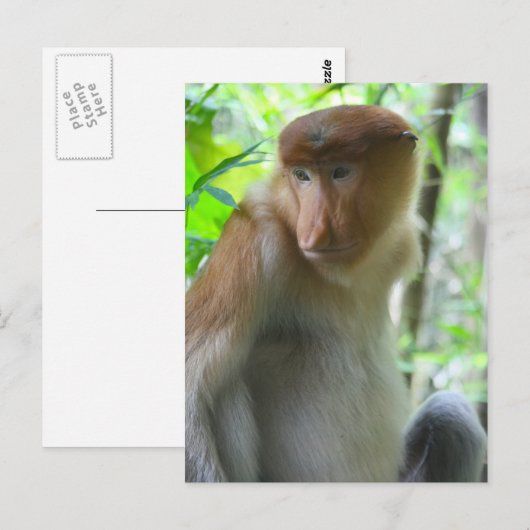 Affe Postkarte (Vorne/Hinten)