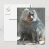 Affe Postkarte (Vorne/Hinten)