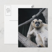 Affe Postkarte (Vorne/Hinten)