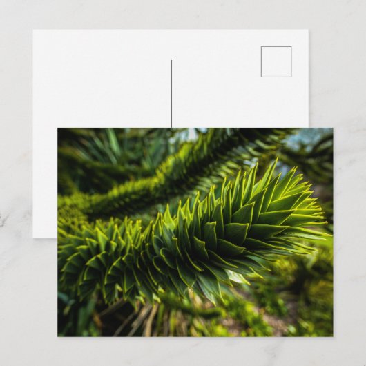 Affe Puzzle Tree - Baumfotografie Postkarte (Vorne/Hinten)